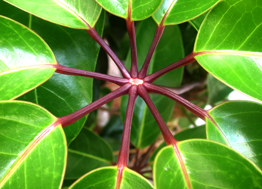 Anigozanthos manglesii