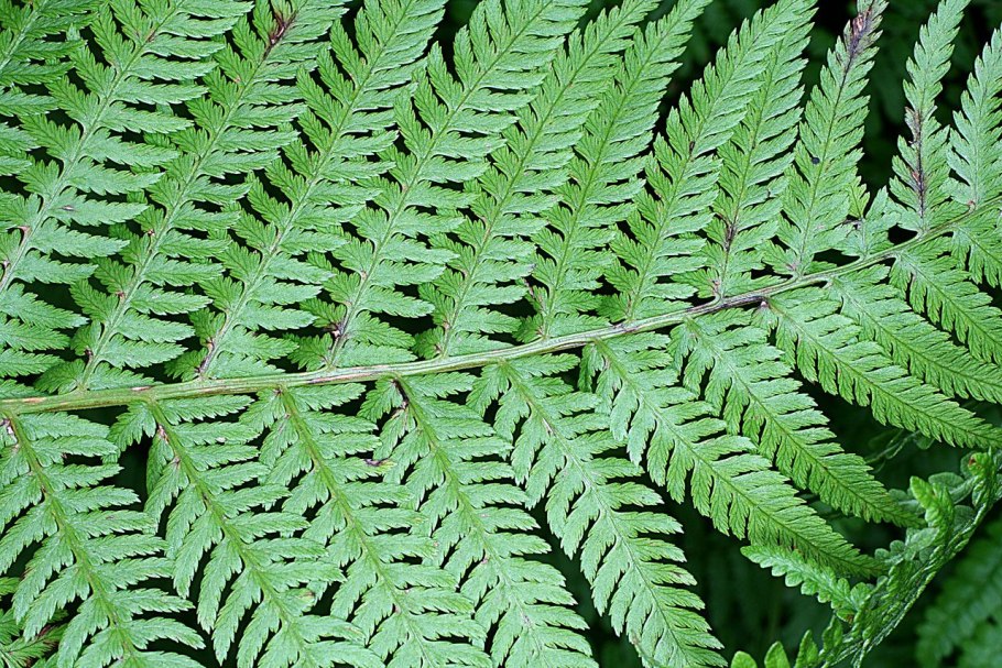 Плауны папоротники