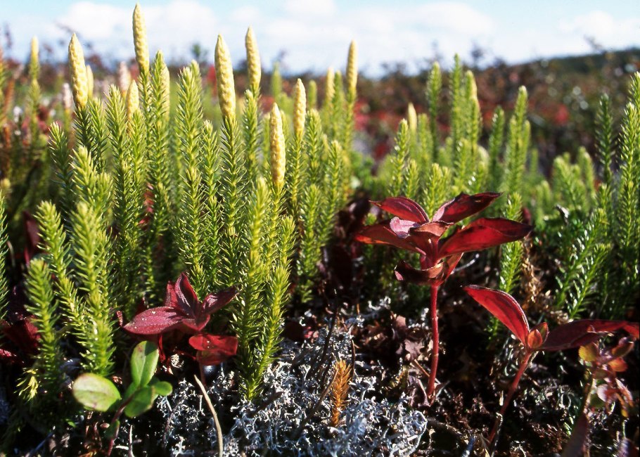 Папоротник широколистный