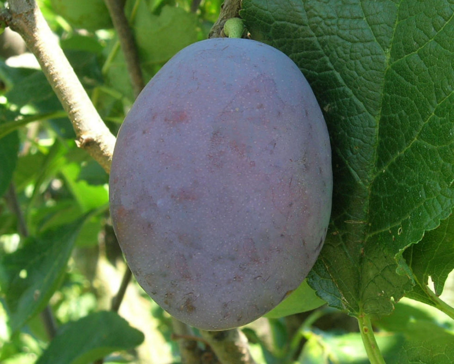 Слива Чачакская Лепотика