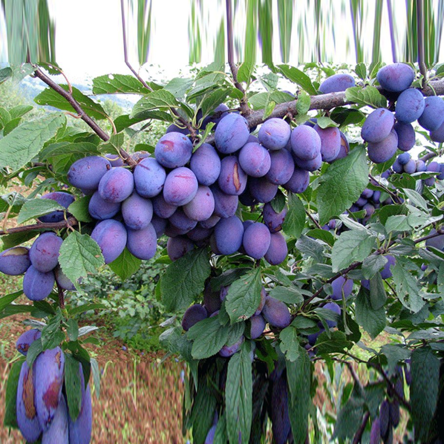 Слива Смолинка