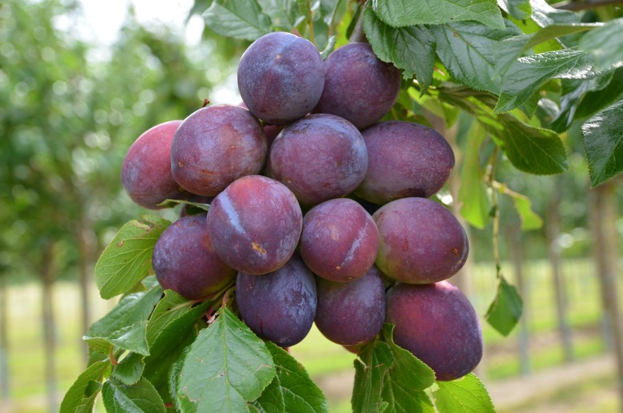 Слива Чачакская ранняя