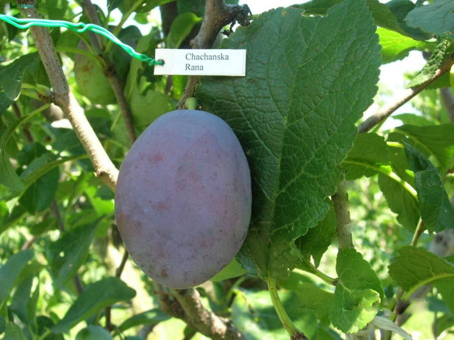 Слива Ренклод Советский