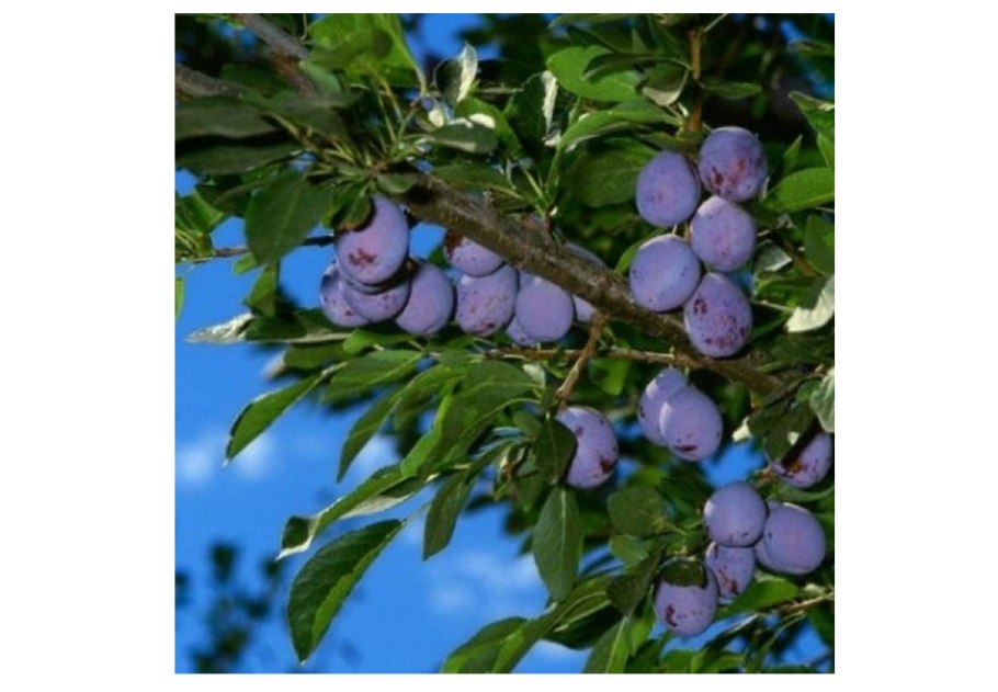 Слива Стенлей (венгерка)