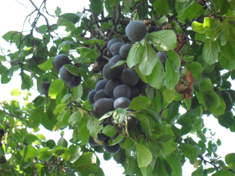 Слива Чачакская ранняя