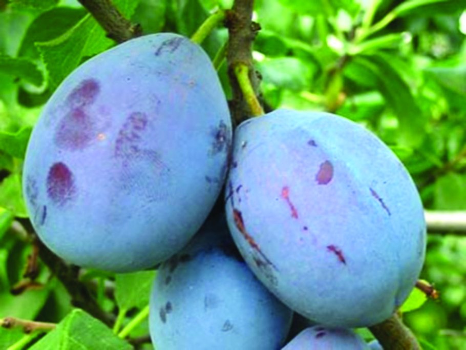 Слива Ренклод Мичуринский