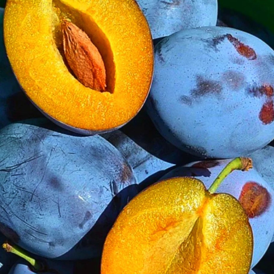 Слива канадский Вижен (3 года)