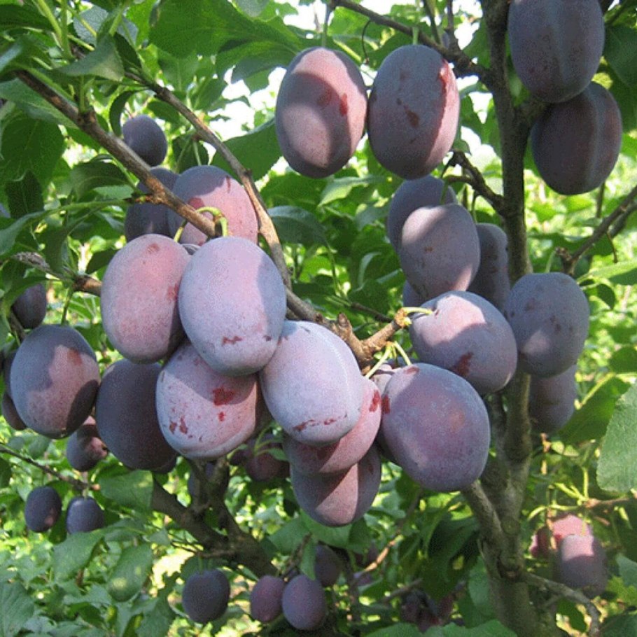 Сорт сливы Блюфри