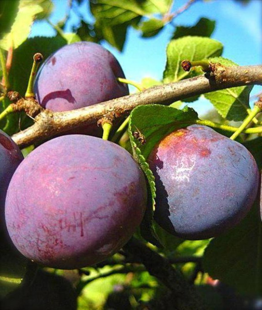 Слива Чачакская ранняя