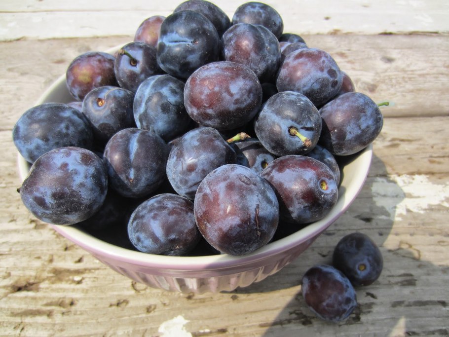 Сорт сливы Блюфри