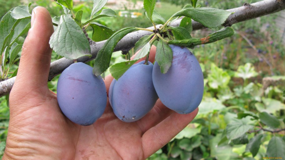 Слива Стенлей (венгерка)