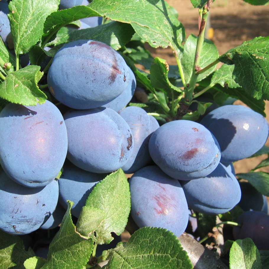 Слива Чачакская Липотица