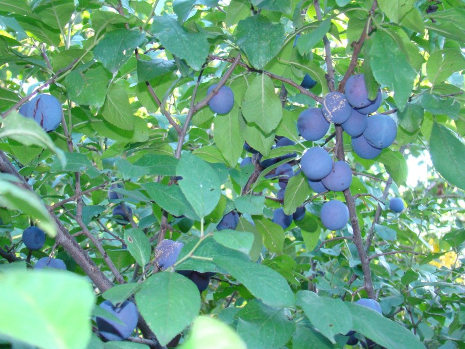 Чачакская Лепотика