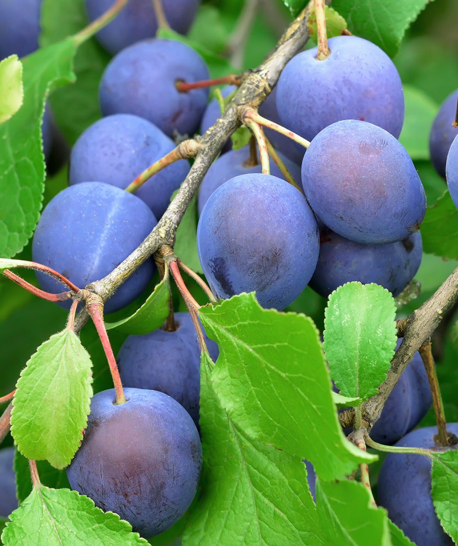 Сорт сливы "Чачакская ранняя" -