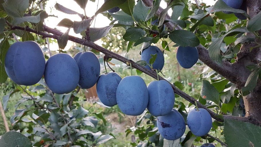 Чачакская наиболее