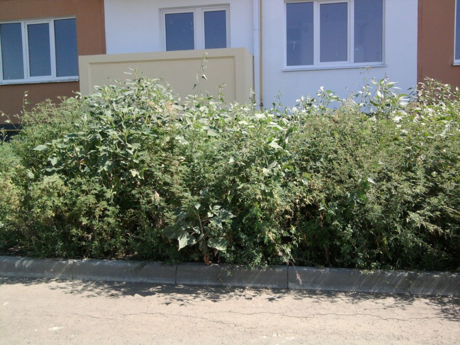 Амброзия смешанная