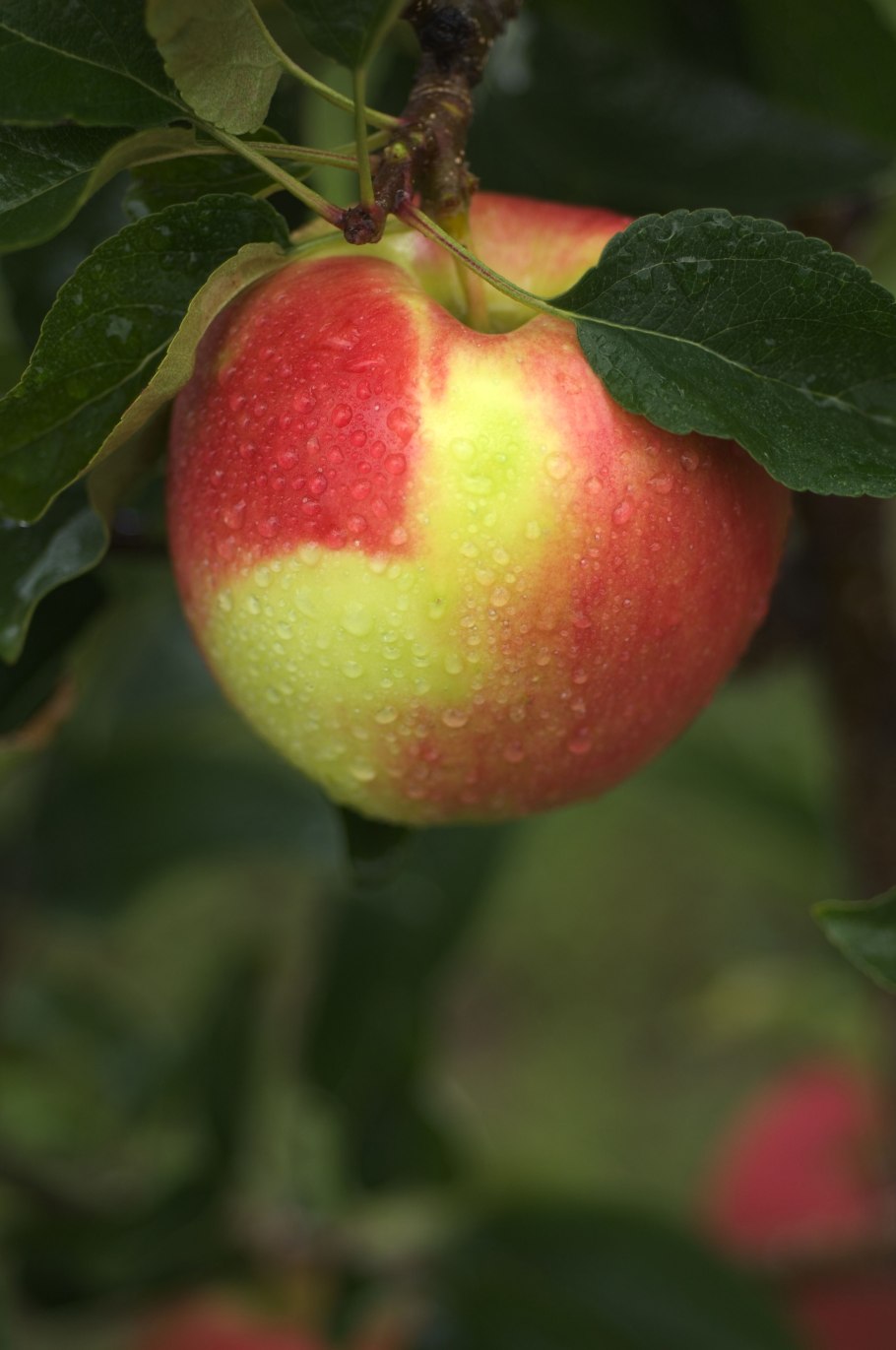 Сорт яблок белая роза