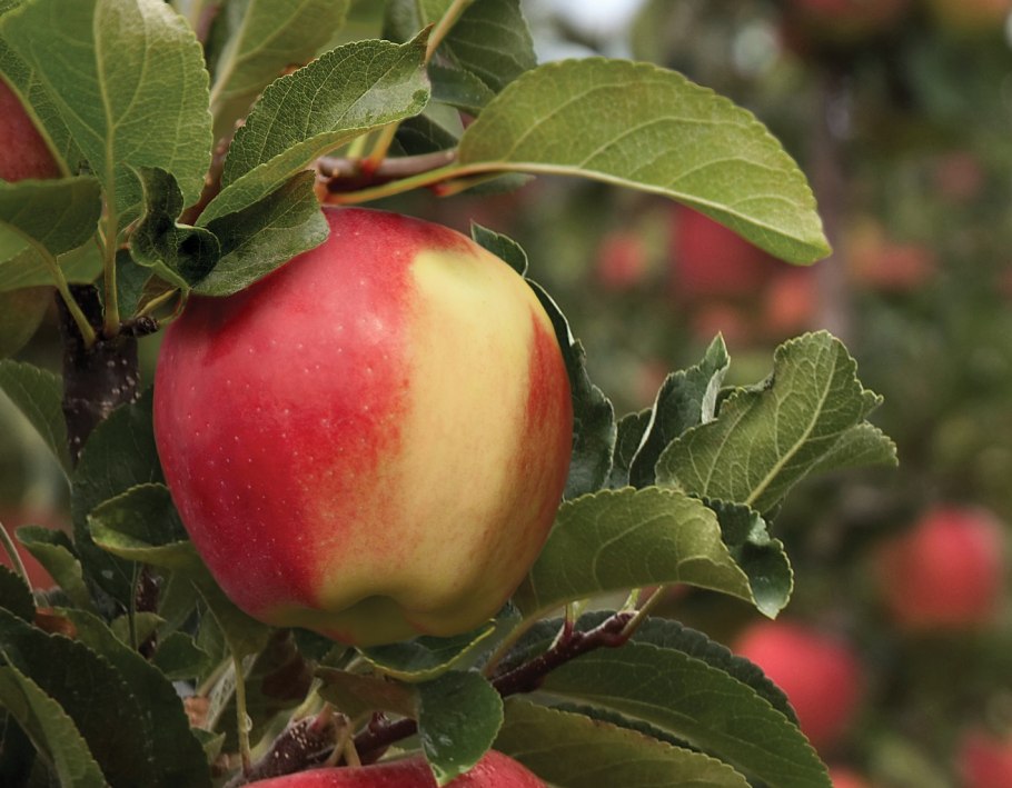 Яблоня амброзия