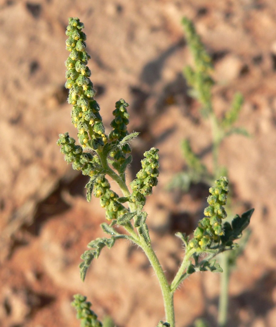 Яблоки амброзия Смит фото
