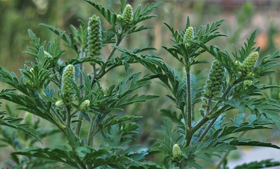 Амброзия многолетняя (Ambrosia psilostachya DC.)