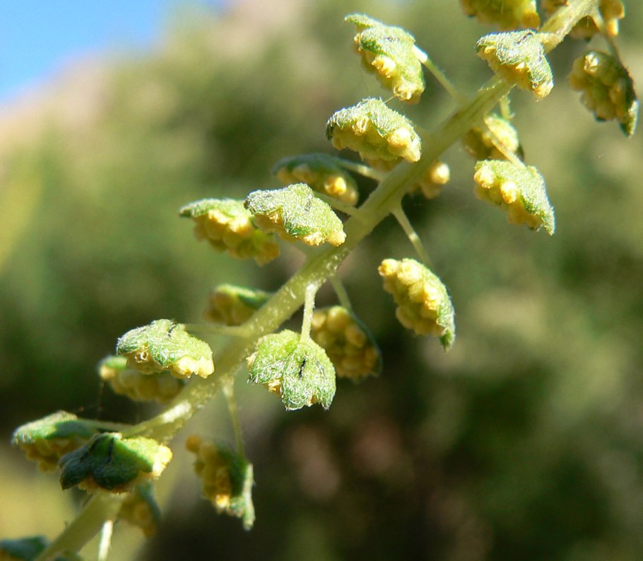 Фильм с названием яблоки