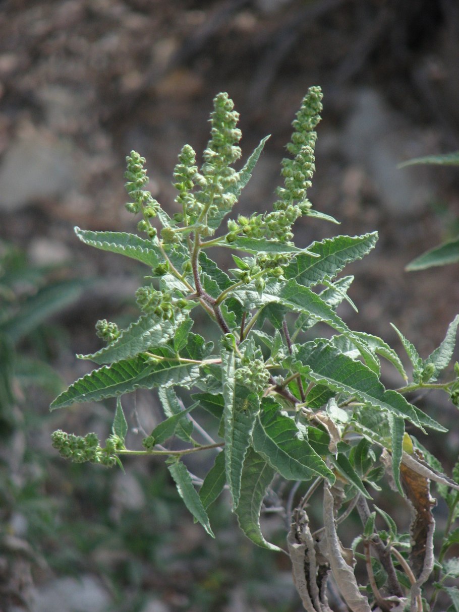 Американская лебеда амброзия