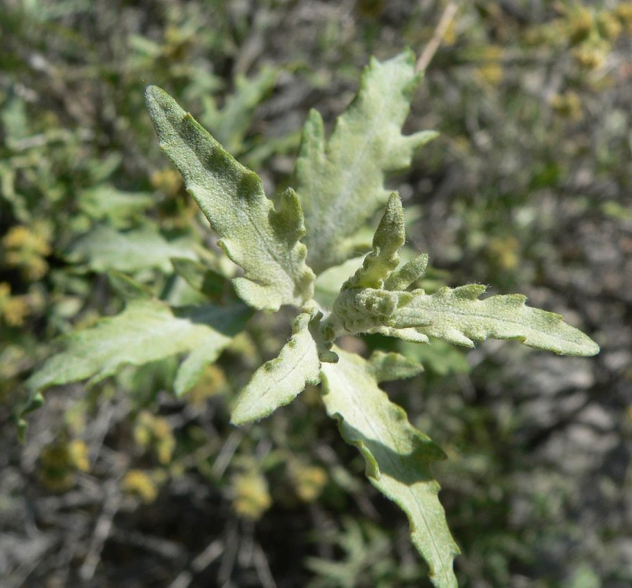 Яблоня амброзия