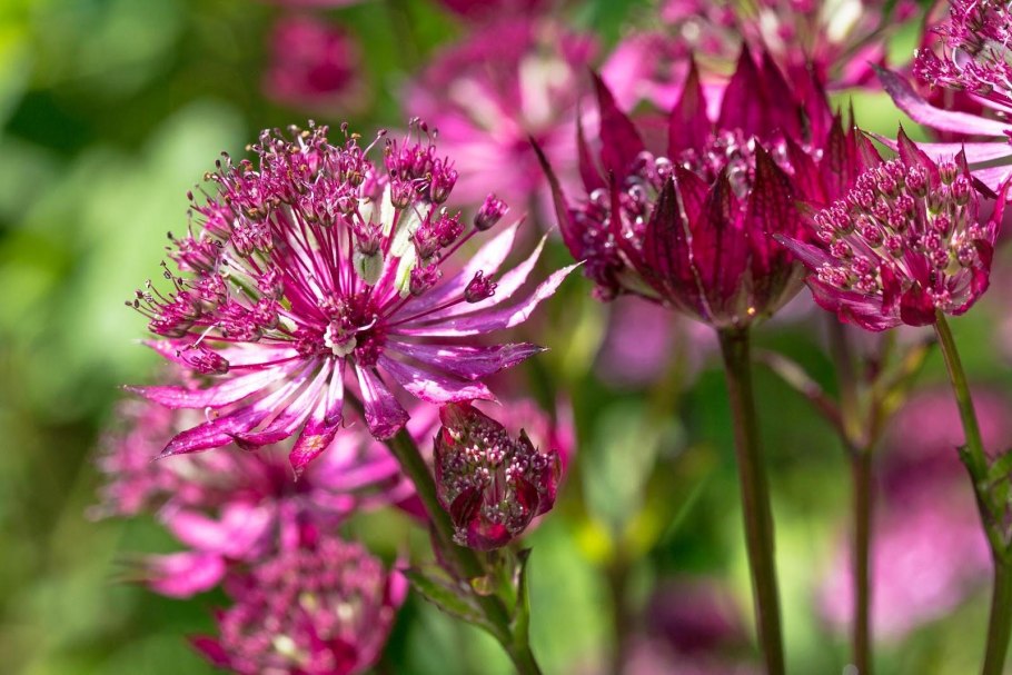 Astrantia carniolica 'rubra'