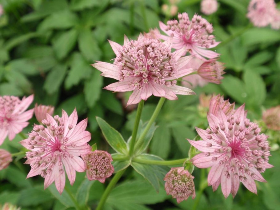 Астранция Astrantia Major Claret