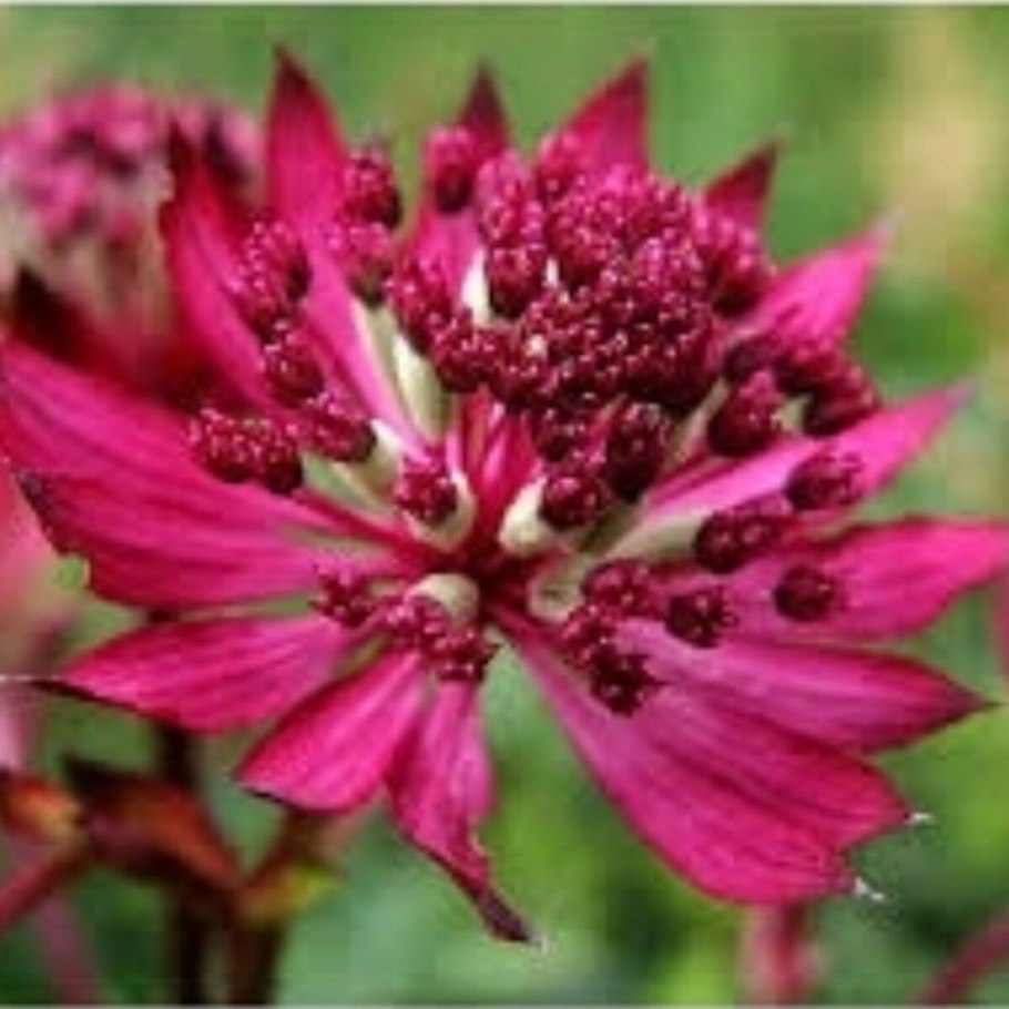 Астранция рассада