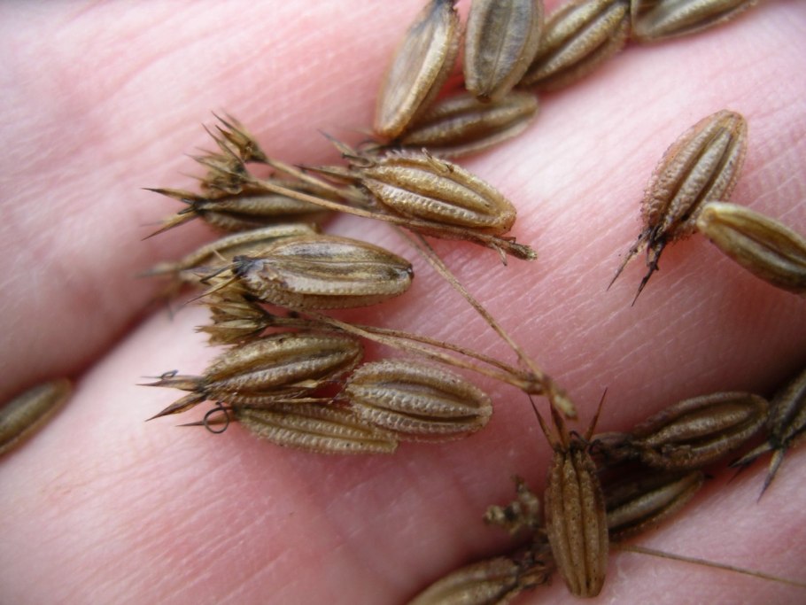 Астранция мажор Gill Richardson