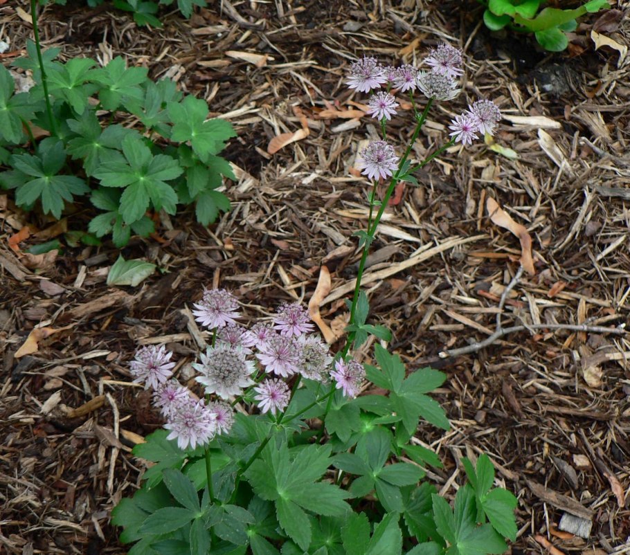Астранция бордовая