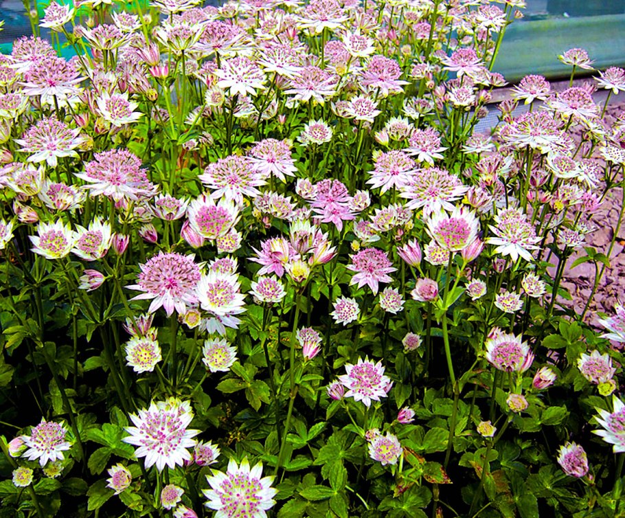 Астранция Примадонна