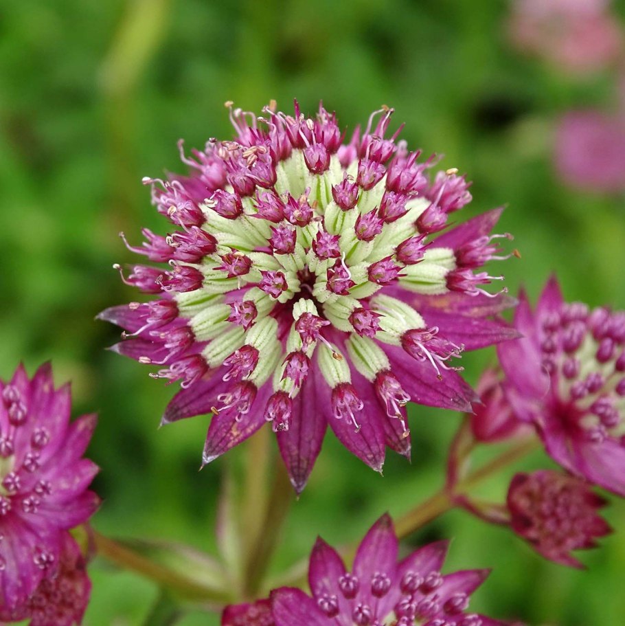Astrantia Major 'Star of Beauty