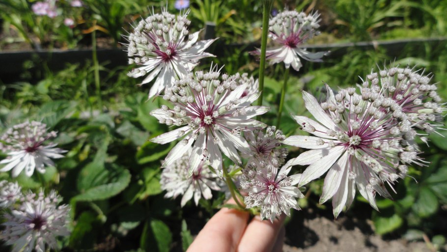 Астранция Спарклинг старс Уайт