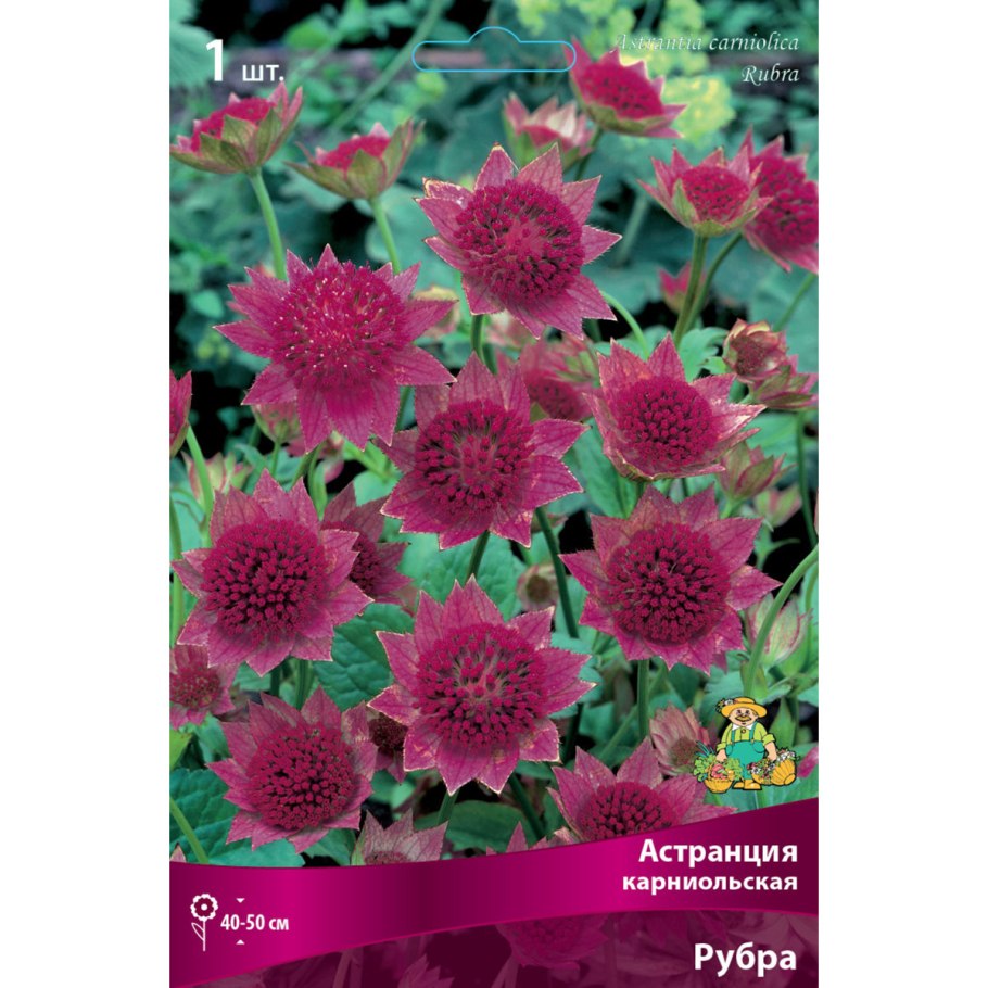 Астранция крупная Snow Star