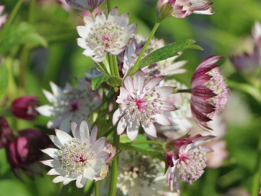 Астранция Astrantia Major Alba