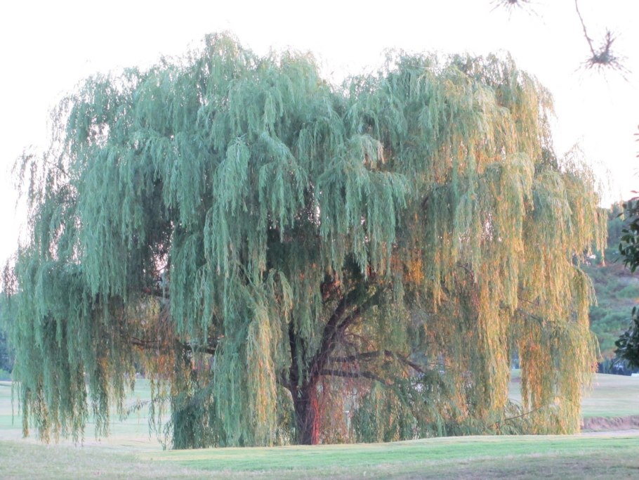 Ива Курайская Salix ledebouriana