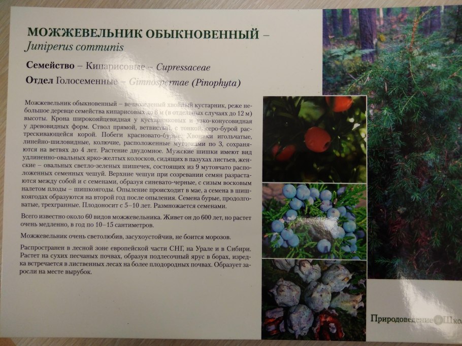Голосеменные Кипарис