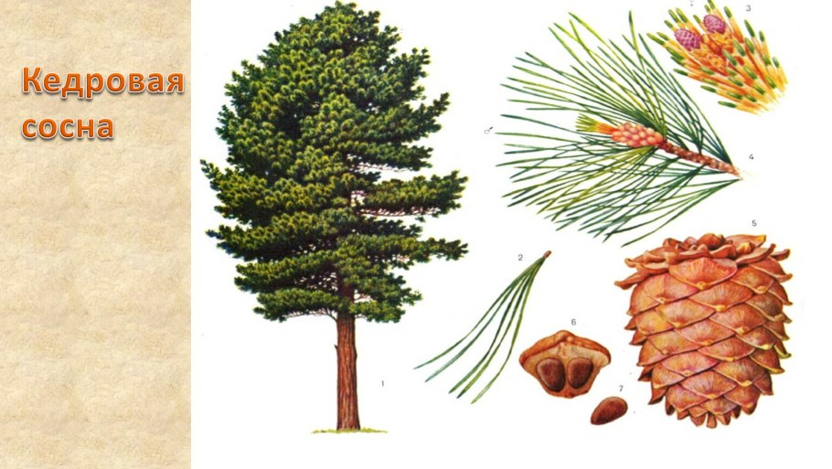 Сосна Кедровая голосемянная