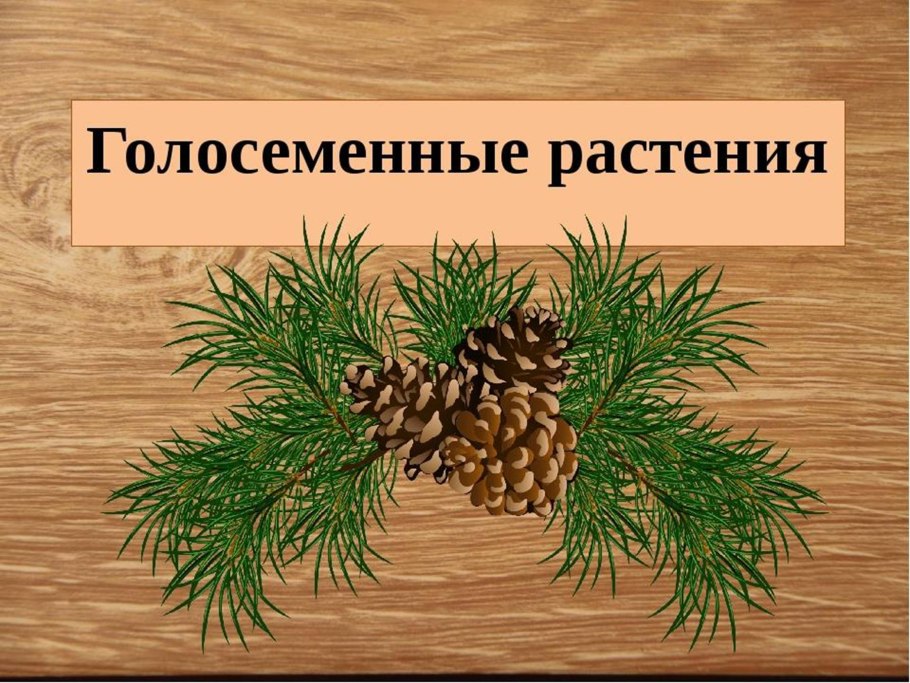 Строение голосеменных