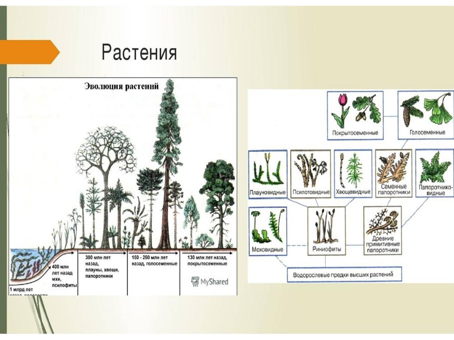 Биология 5 Голосеменные растения