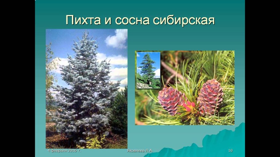 Место обитания голосеменных