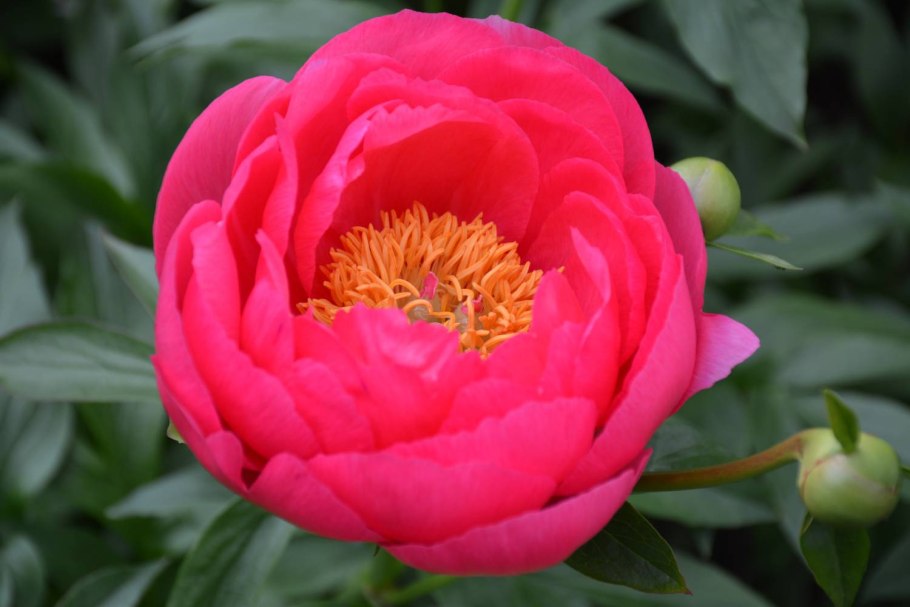 Пион травянистый цитерия