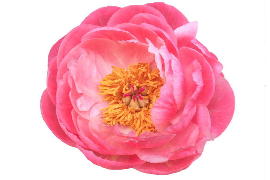 Цитерия цветок