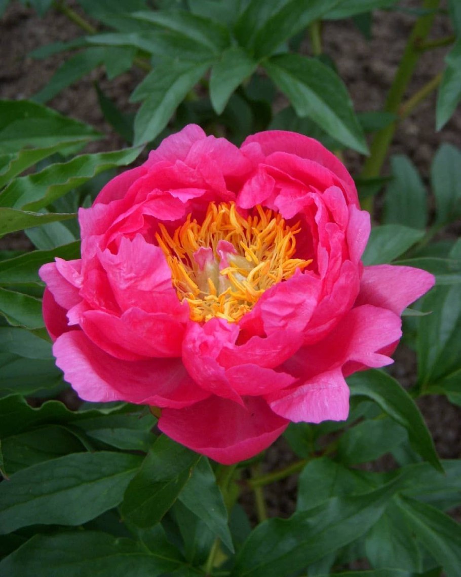 Пион травянистый Корал Сансет