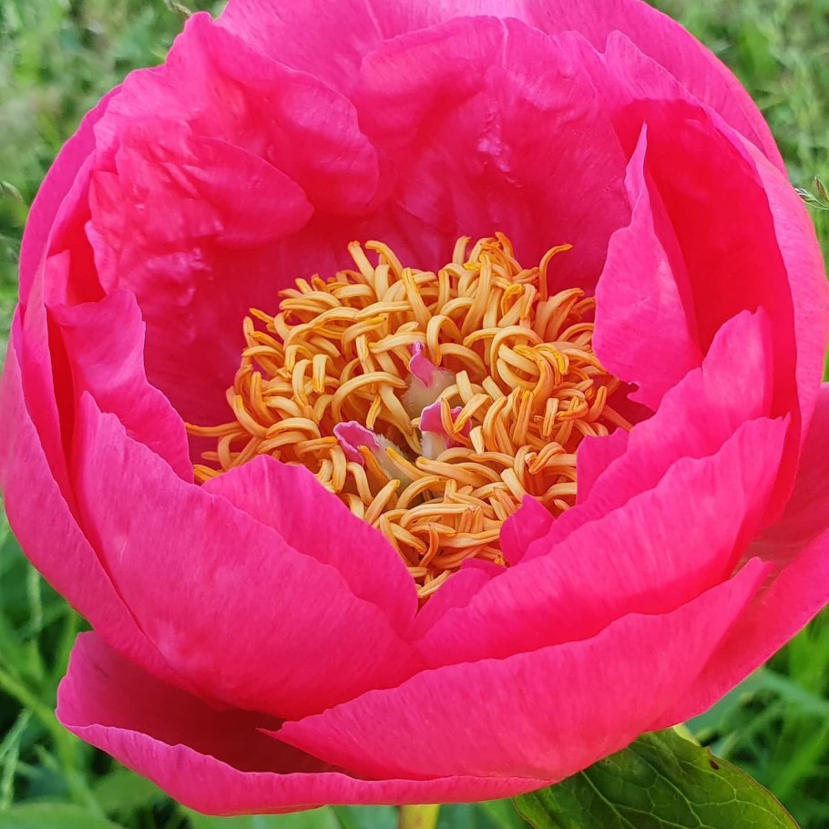 Картинки бутоны красных пионов