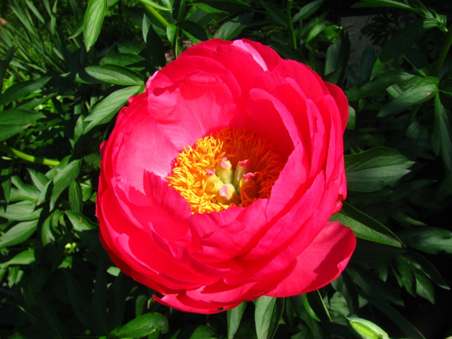 Пион травянистый цитерия