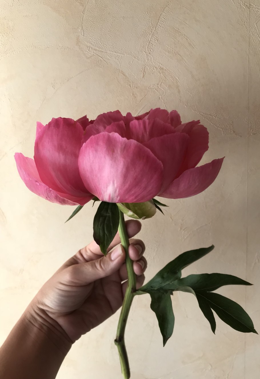 Пион цитерия цвет