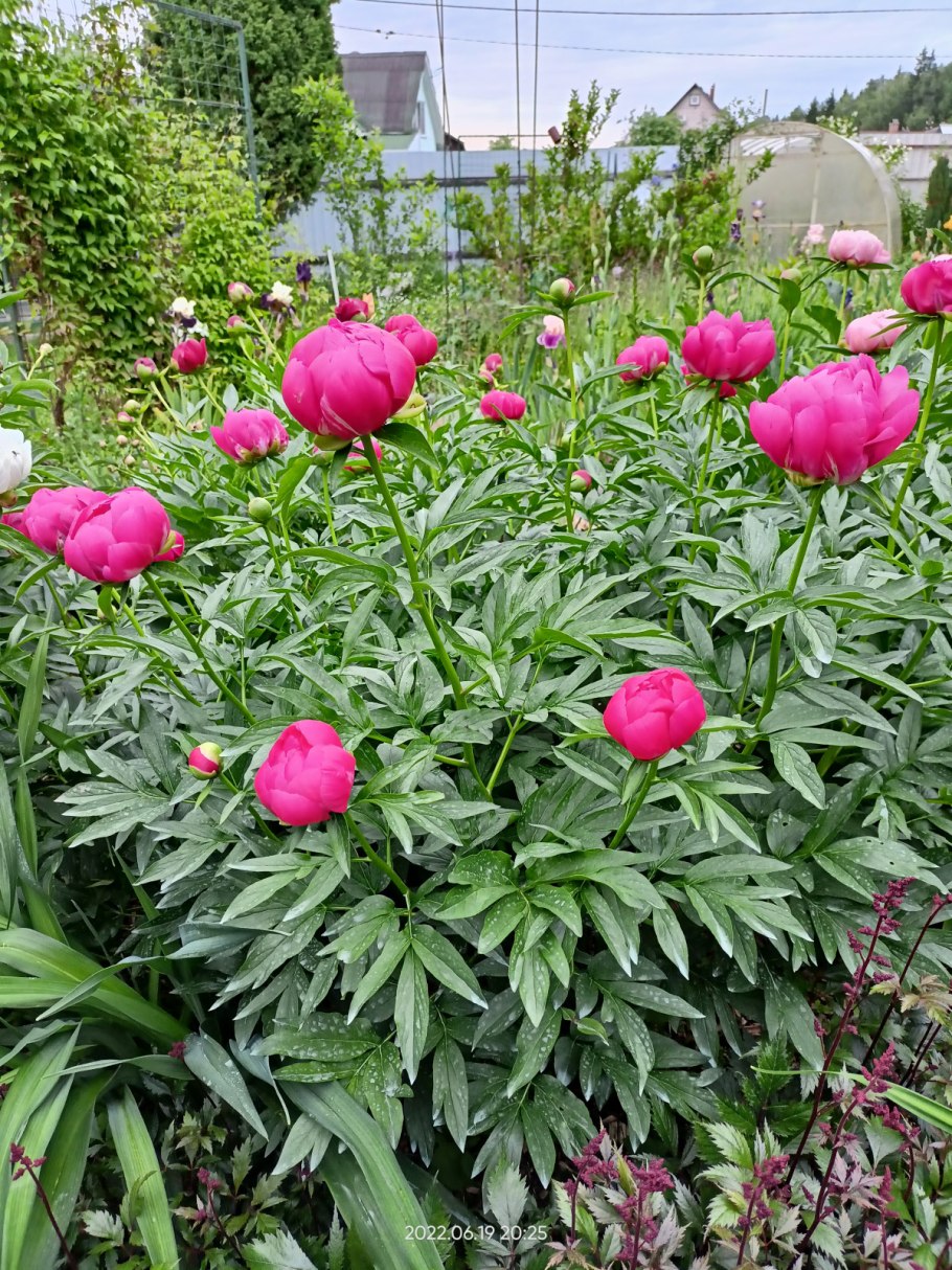 Пион молочноцветковый Cytherea